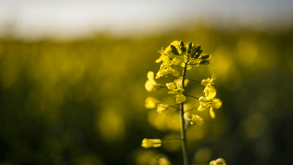 The history of canola oil and its development process