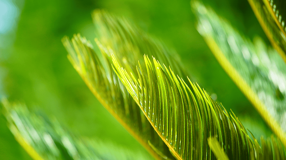 What is palm oil and what are its uses